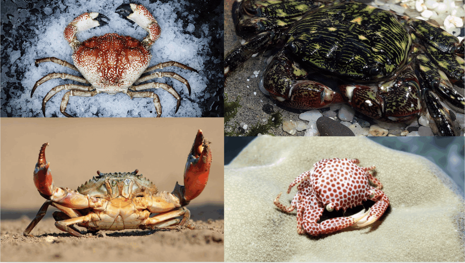 17 Different Types of Crabs to Check Out - Know Sea Food