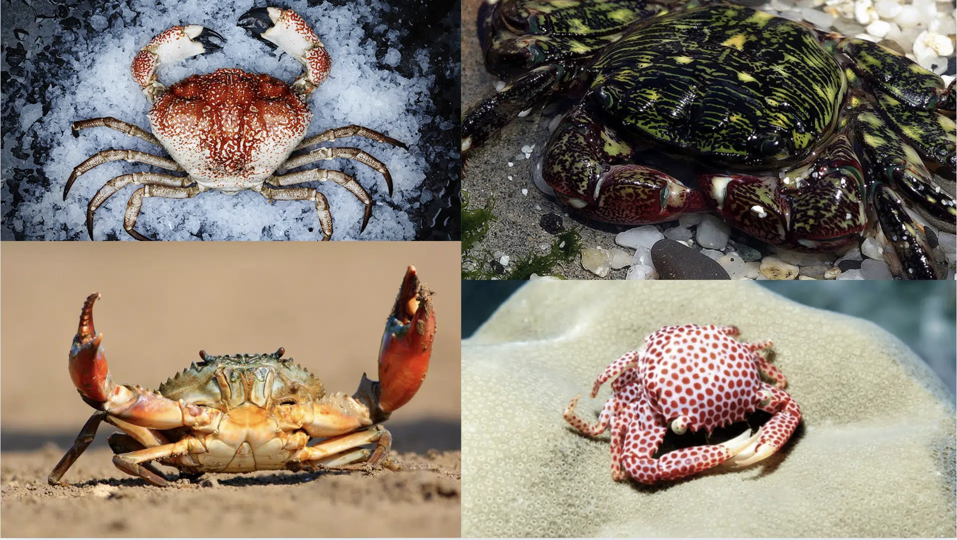 10 different types of crabs