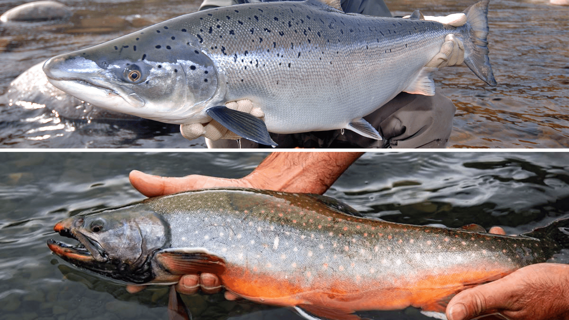 Arctic Char Vs Salmon Which Fish Should You Pick Know Sea Food Arctic Char Vs Salmon Which Fish Should You Pick Know Sea Food