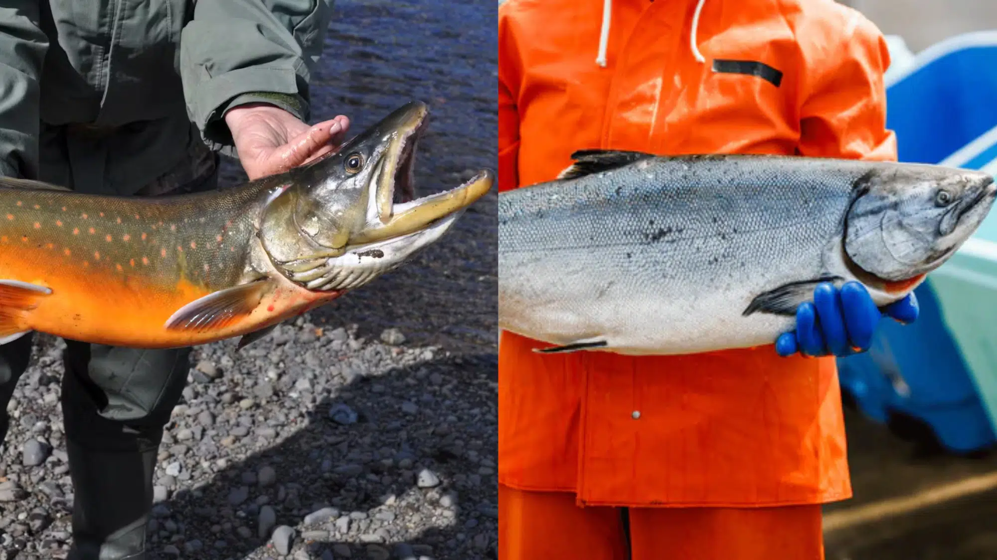 Difference Between the Arctic Char vs Salmon