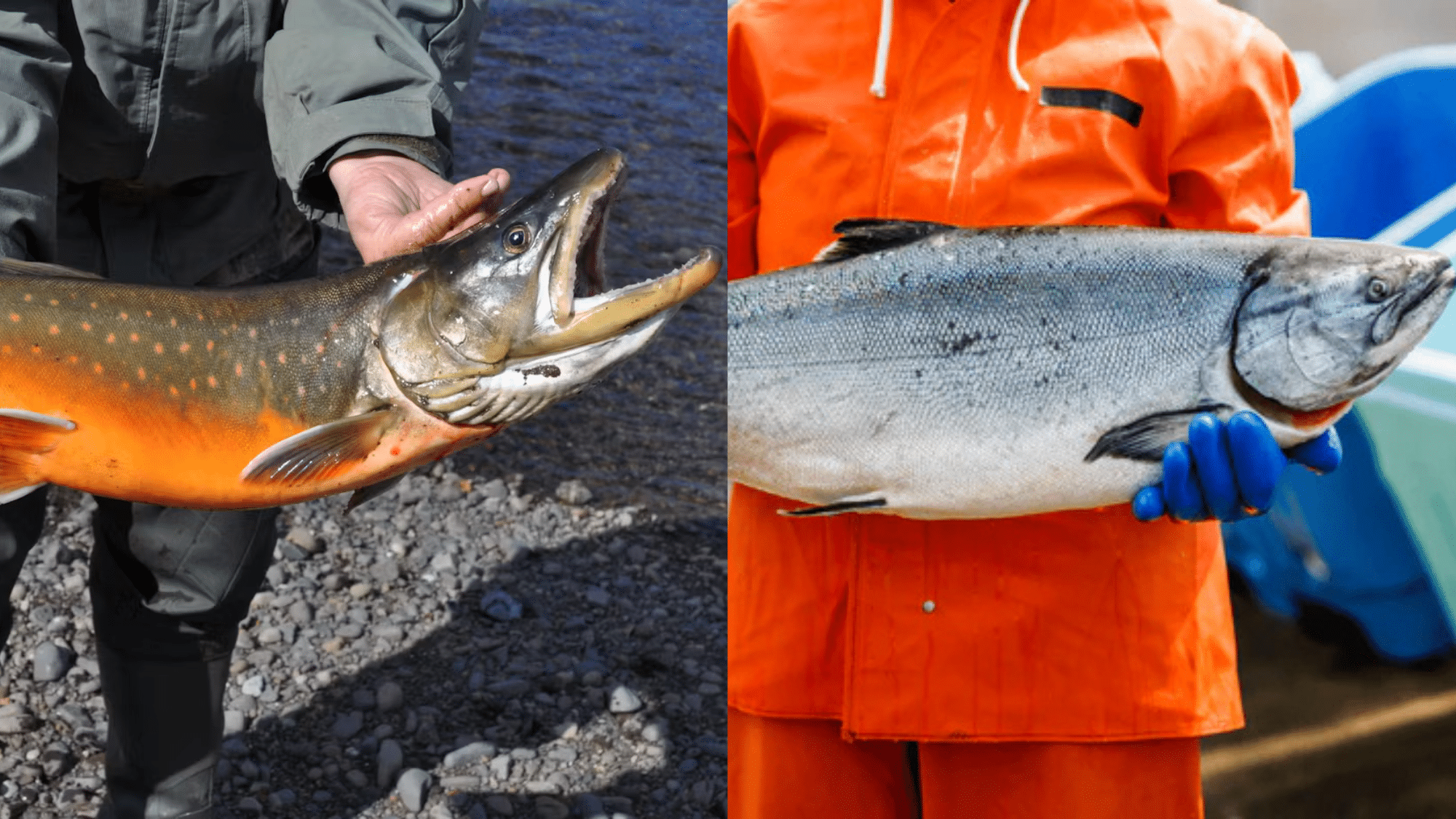 Arctic Char Vs Salmon Which Fish Should You Pick Know Sea Food Arctic Char Vs Salmon Which Fish Should You Pick Know Sea Food