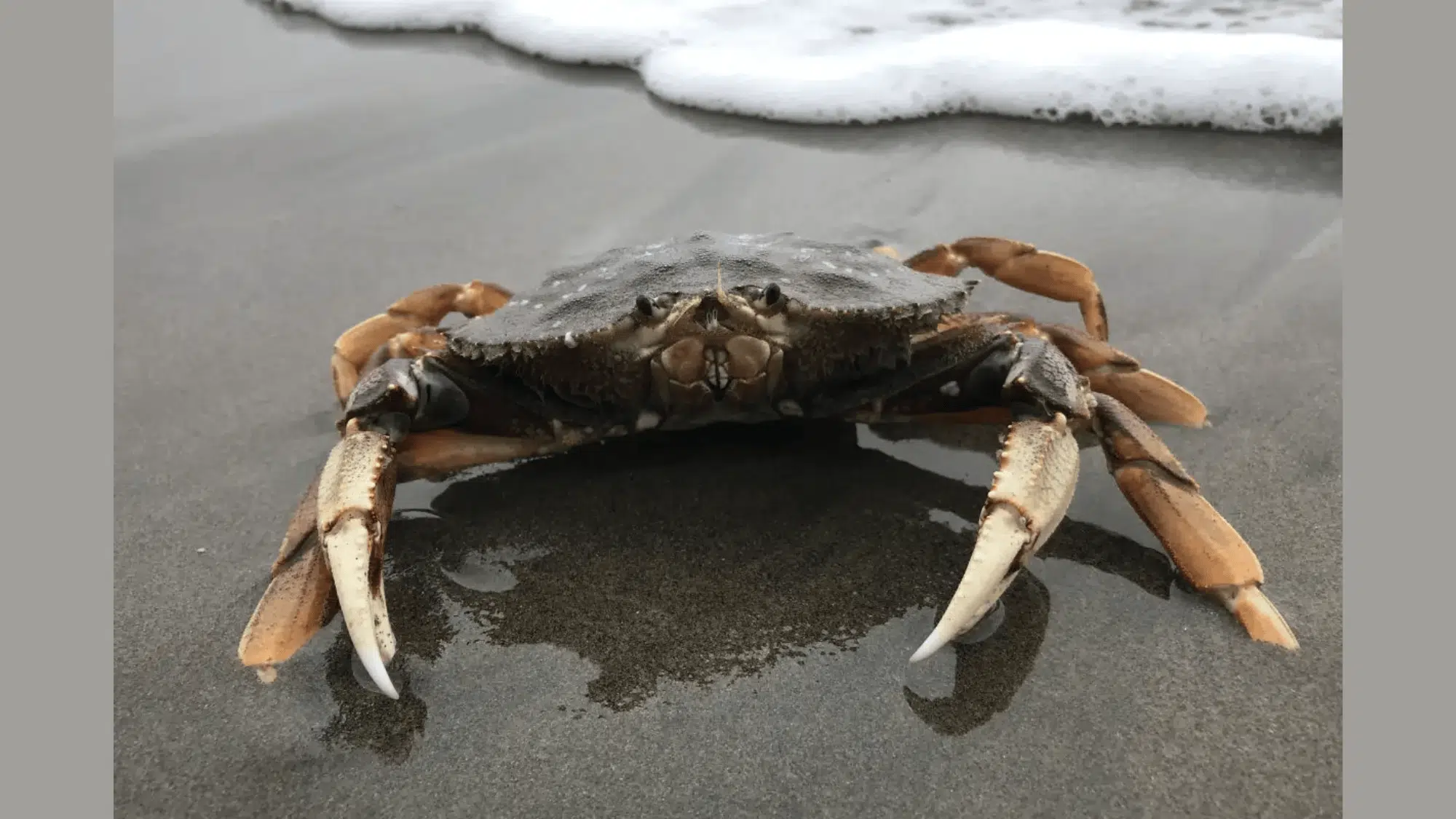 Dungeness_Crab
