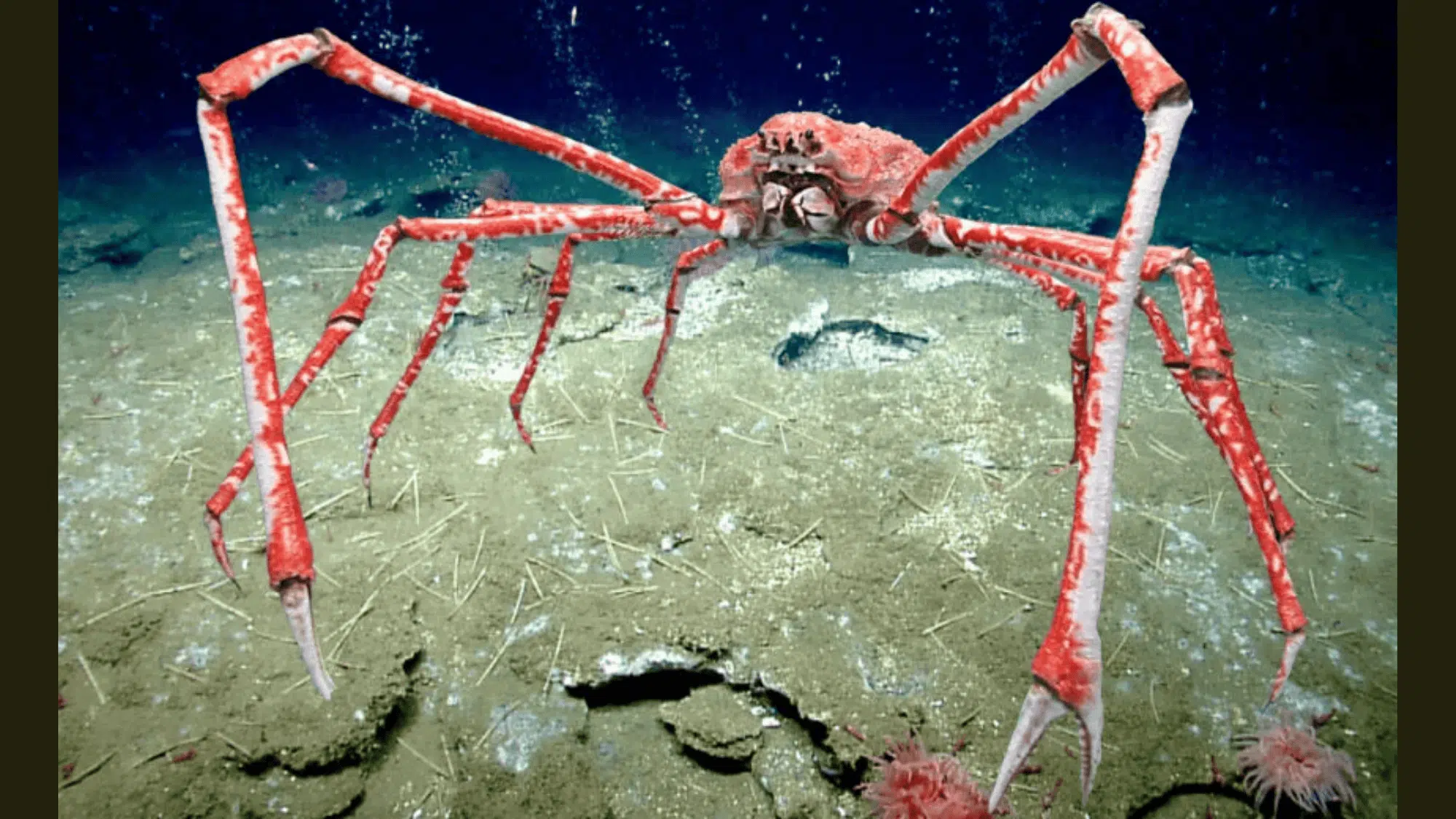 Japanese_Spider_Crab
