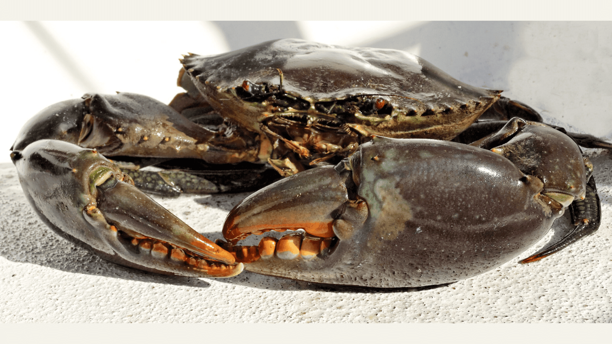 Mud_Crab