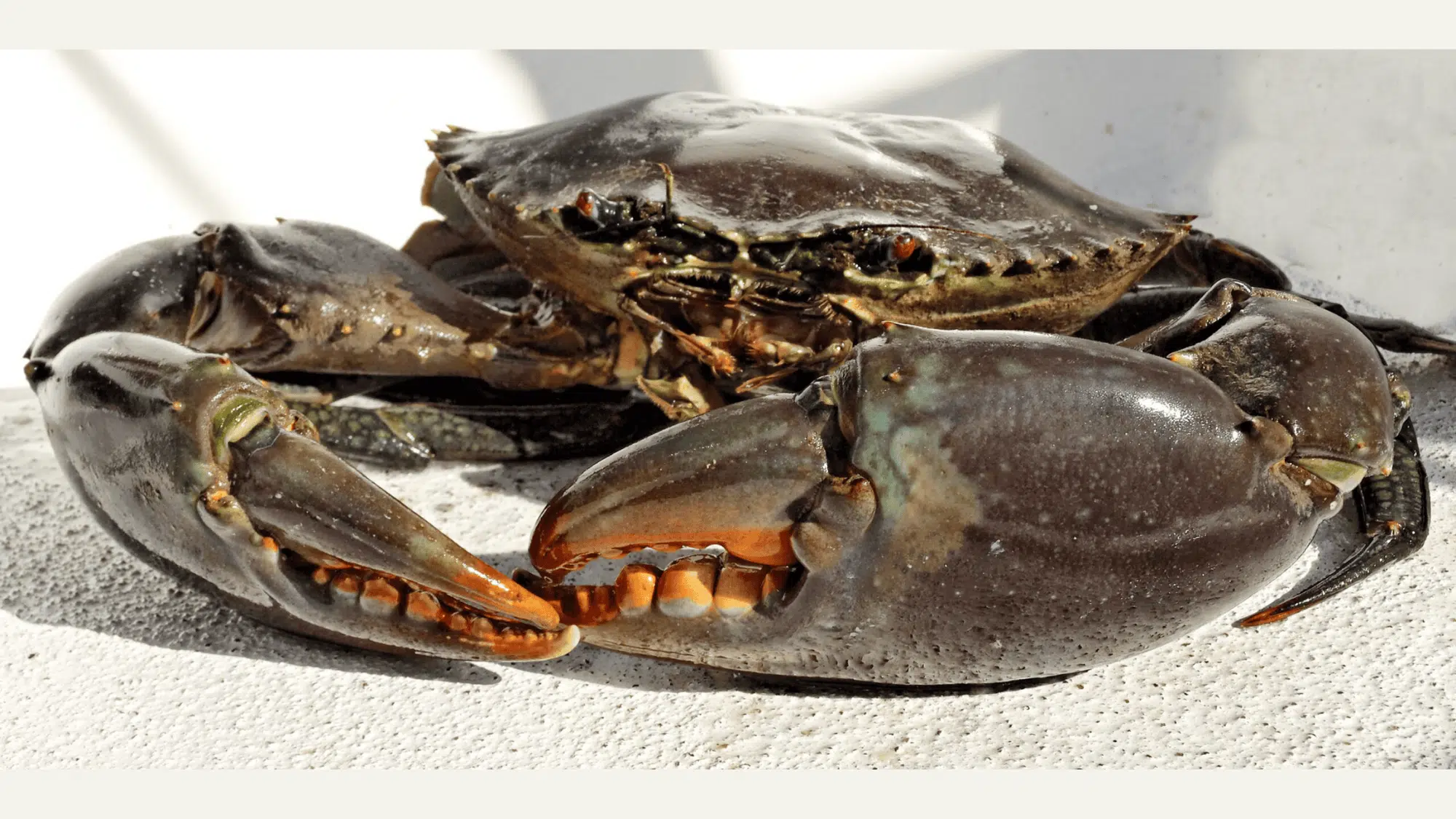 Mud_Crab