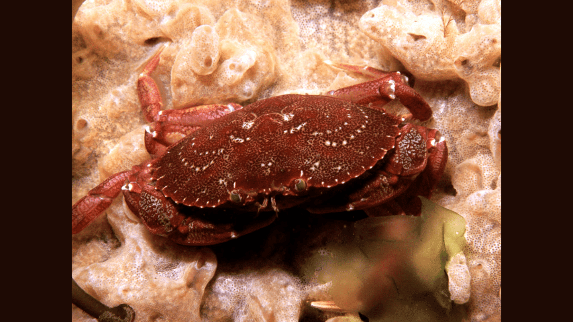 Peekytoe_Crab