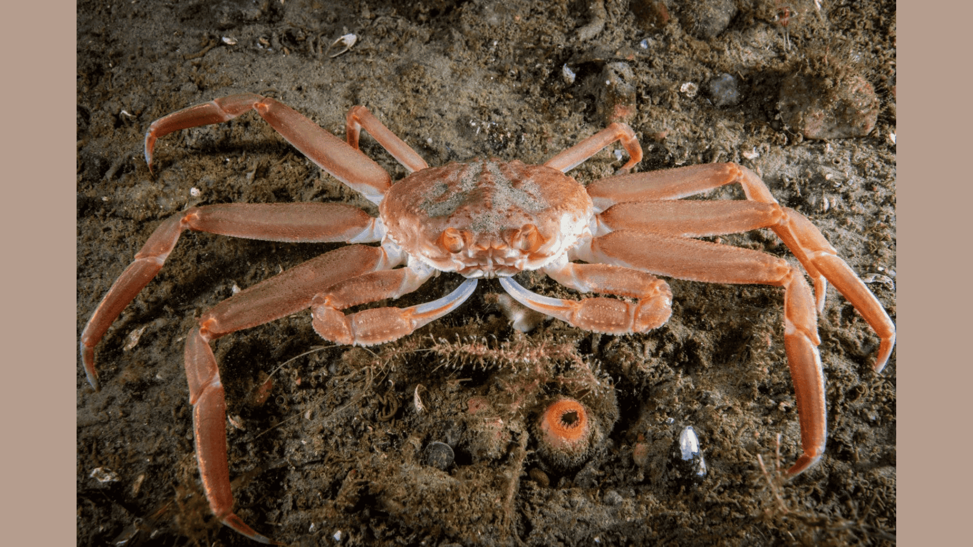 Snow_Crab