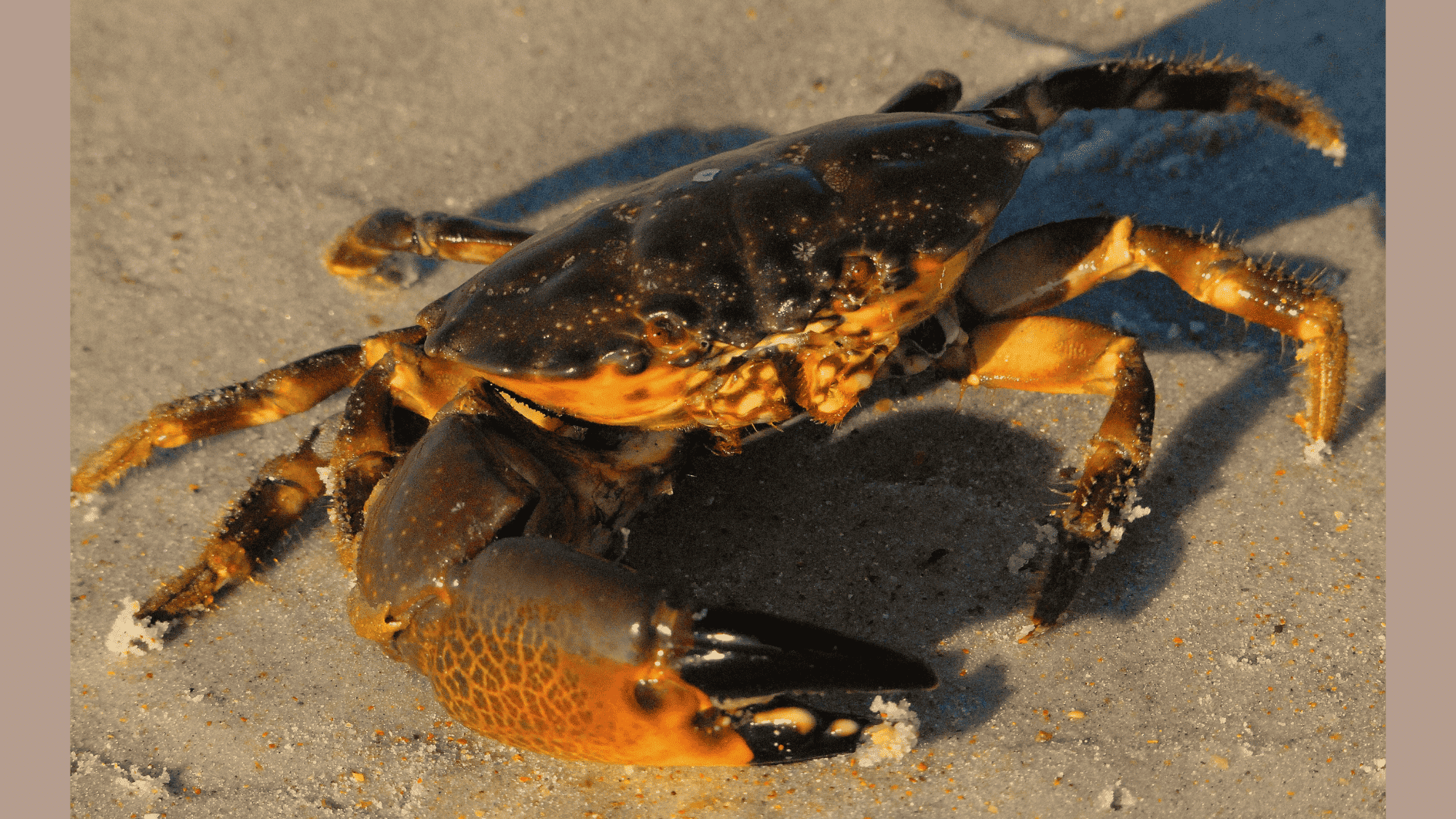 Stone_Crab