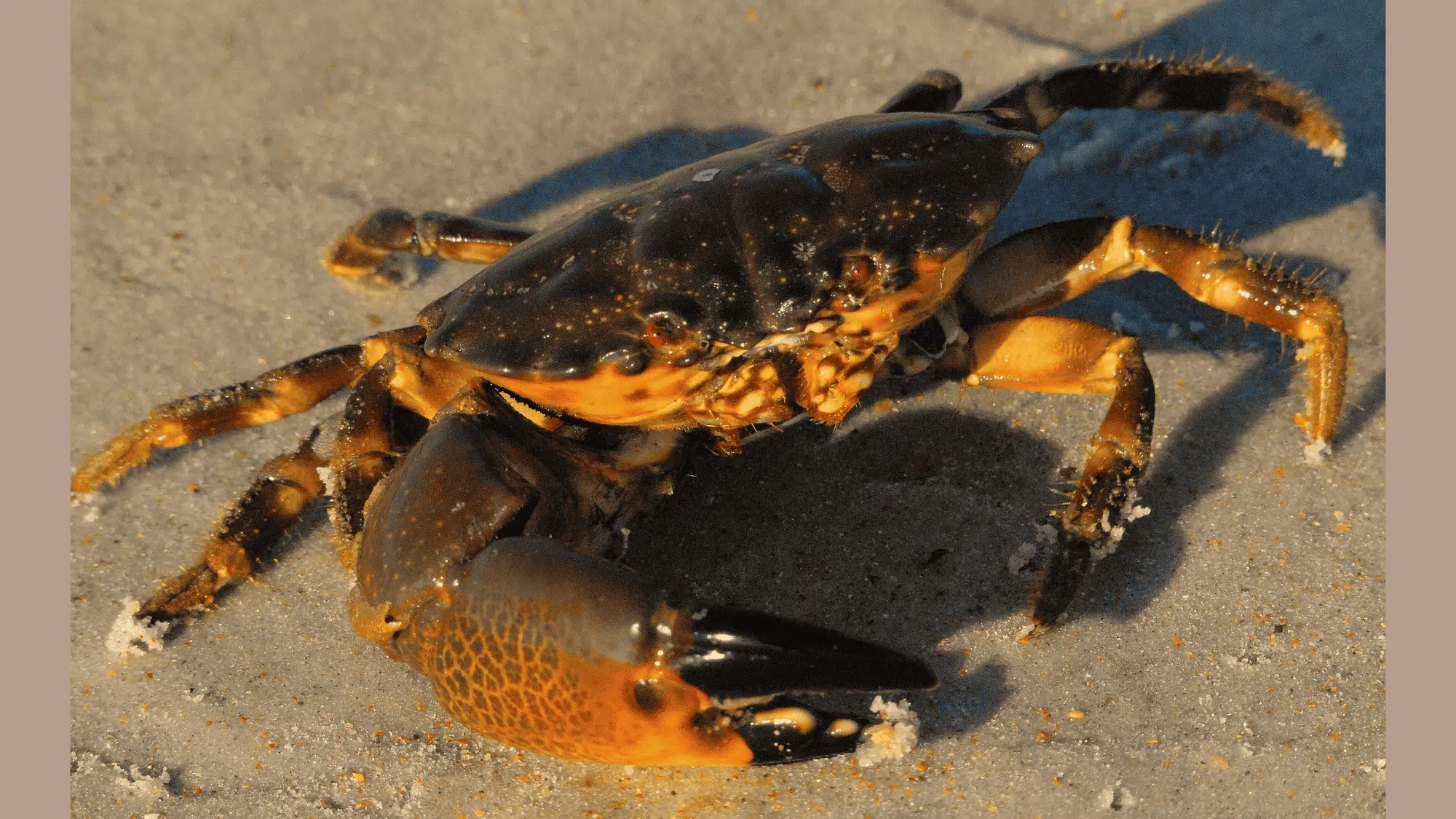 Stone_Crab
