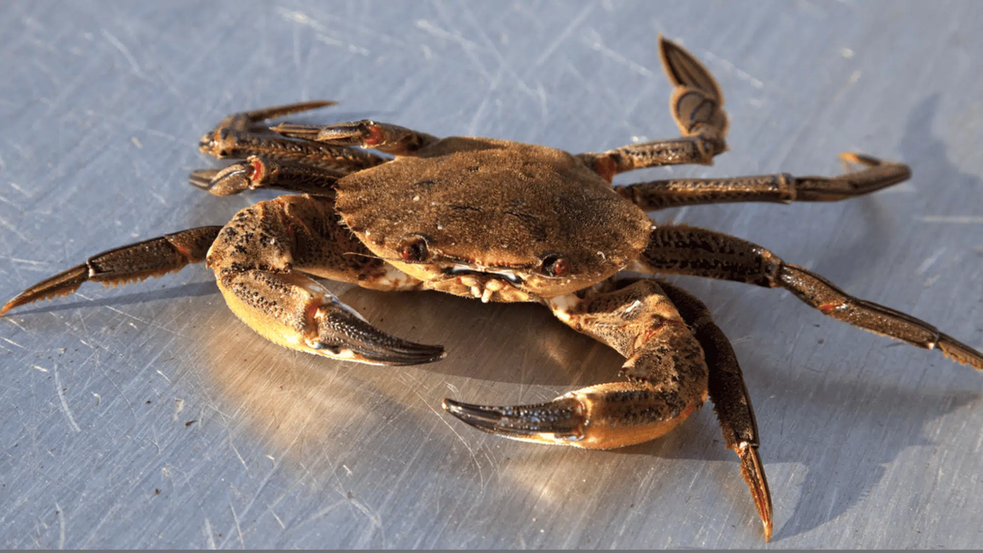 Velvet_Crab