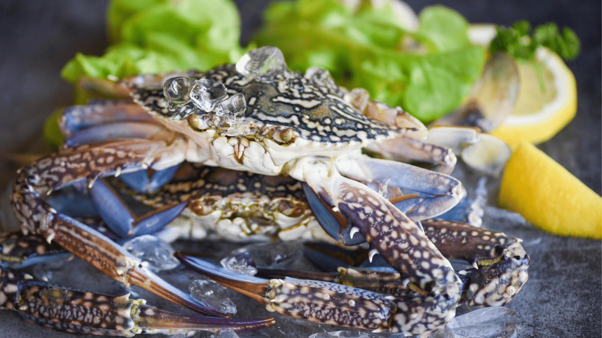 zBlue_Crab