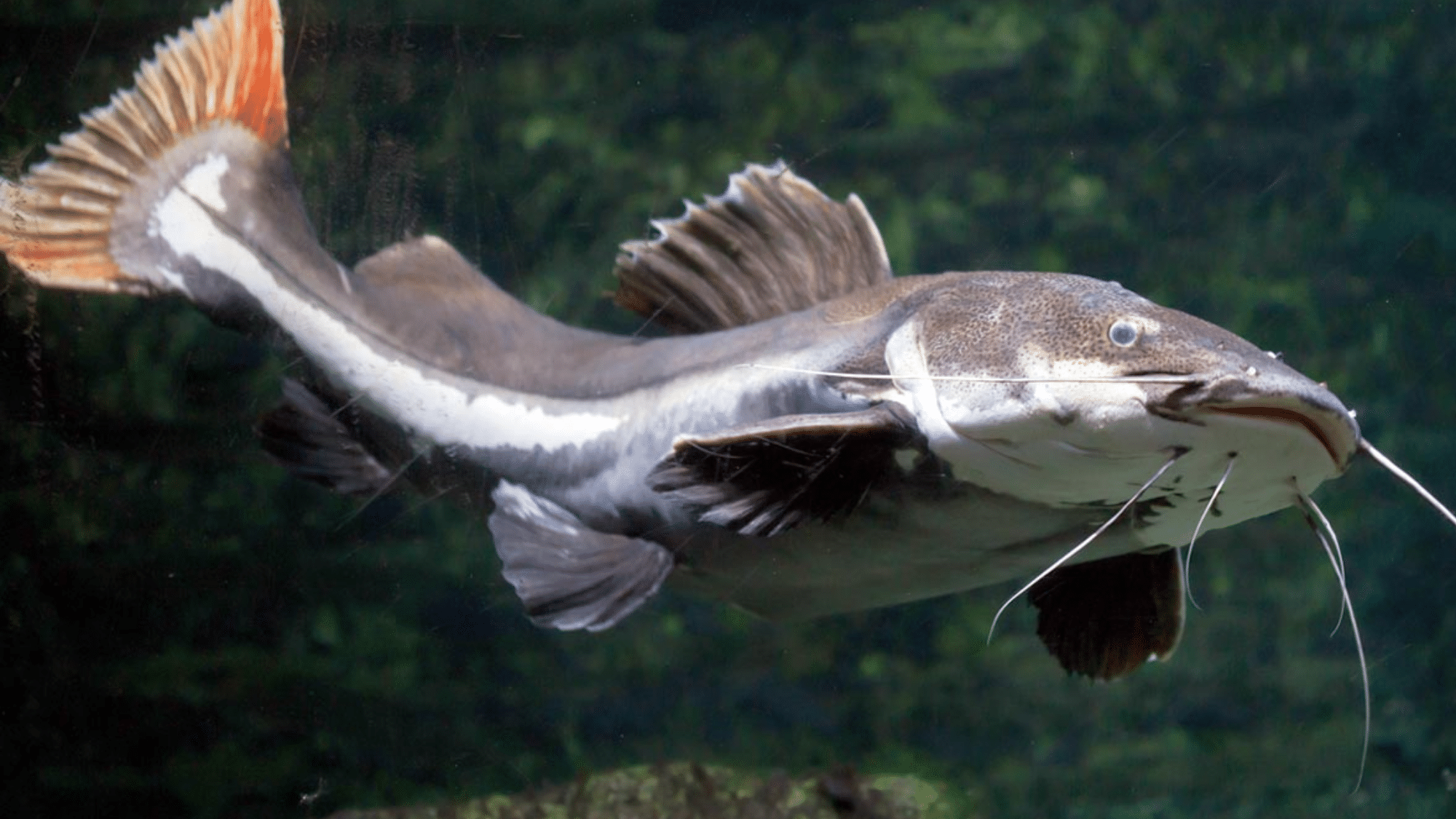 zCatfish