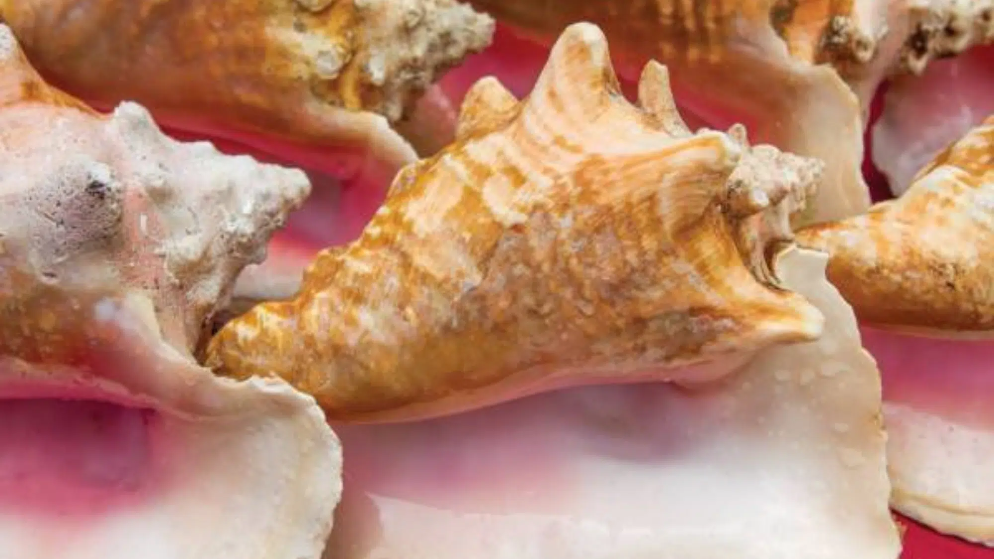 zConch