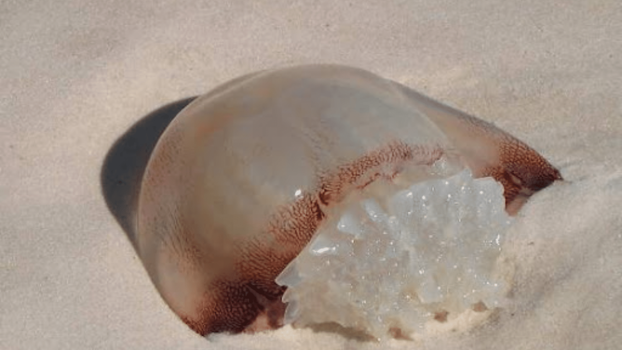 zJellyfish