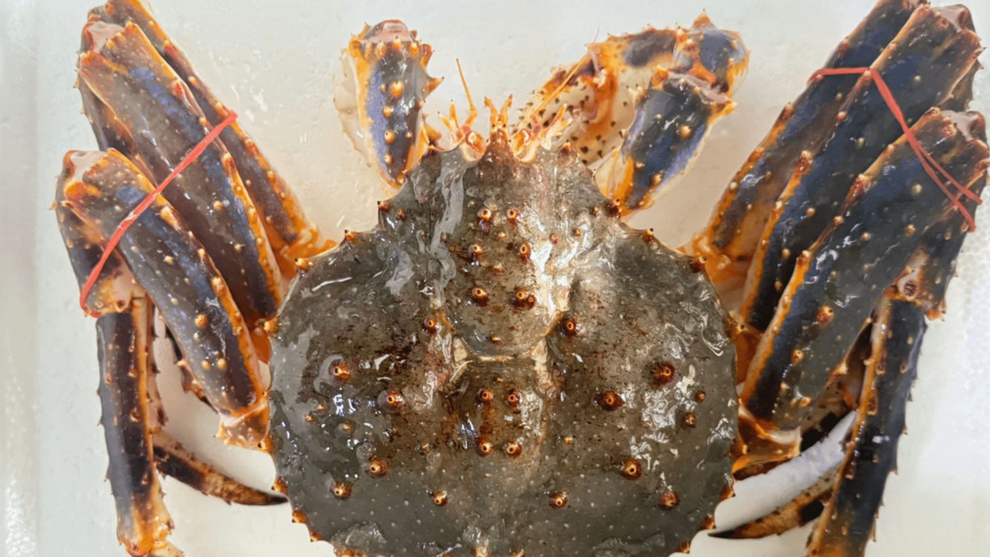 zKing_Crab