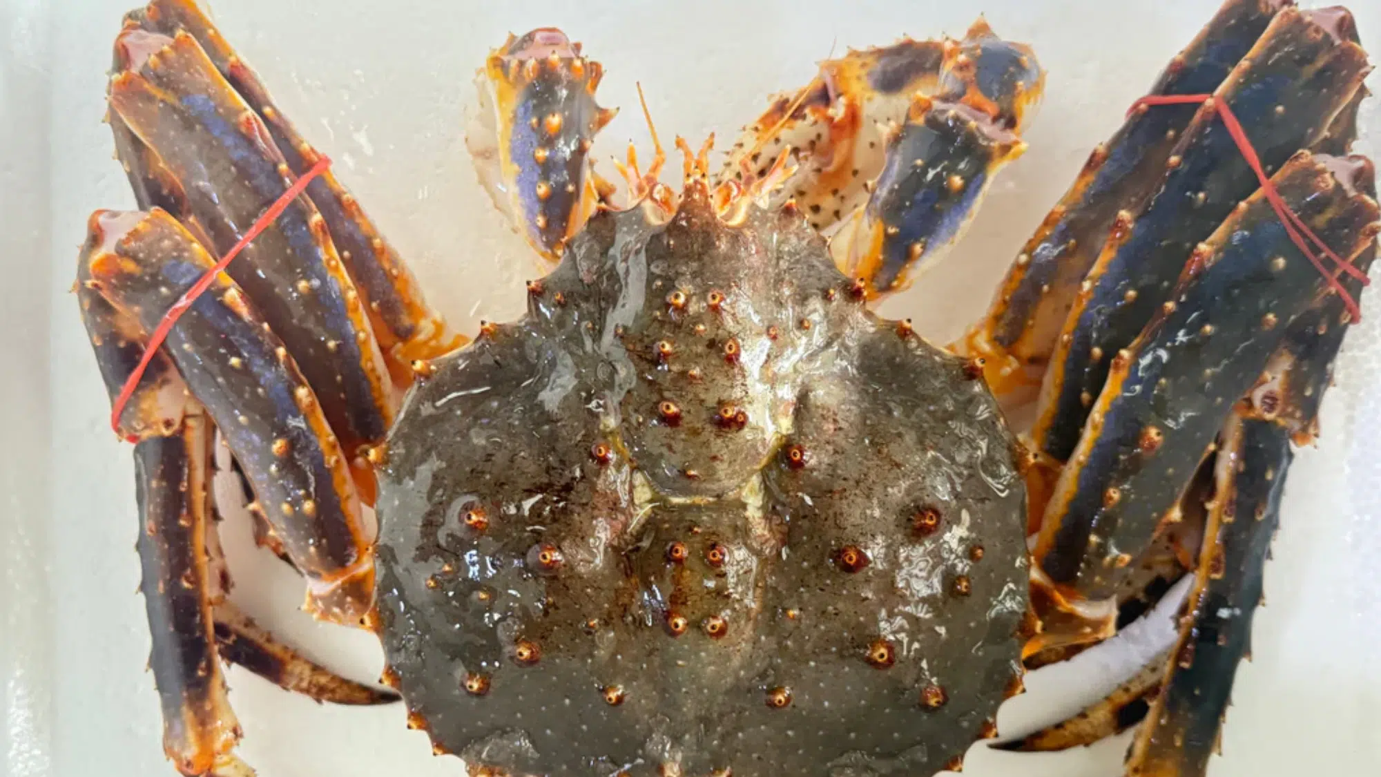 zKing_Crab