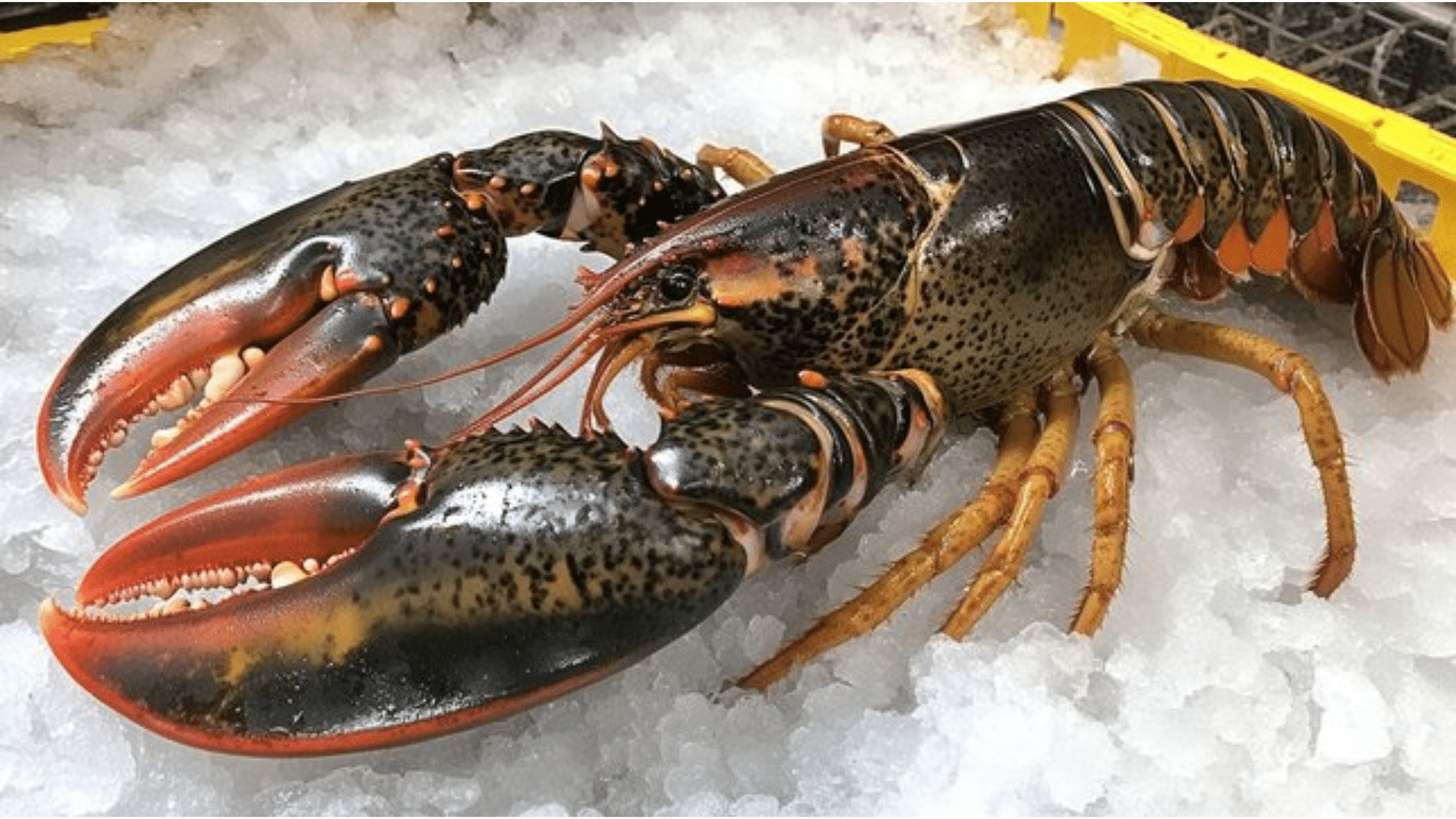 zLobster