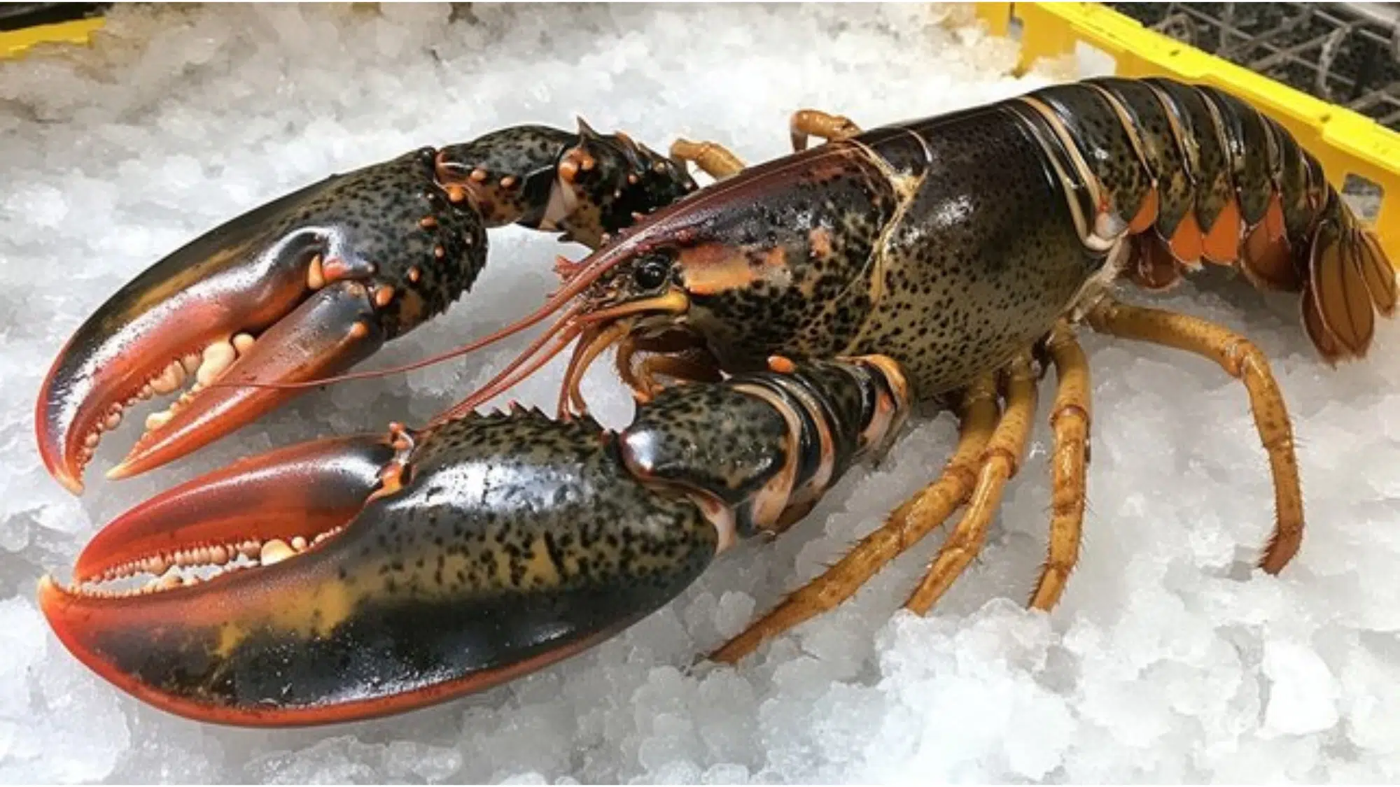 zLobster