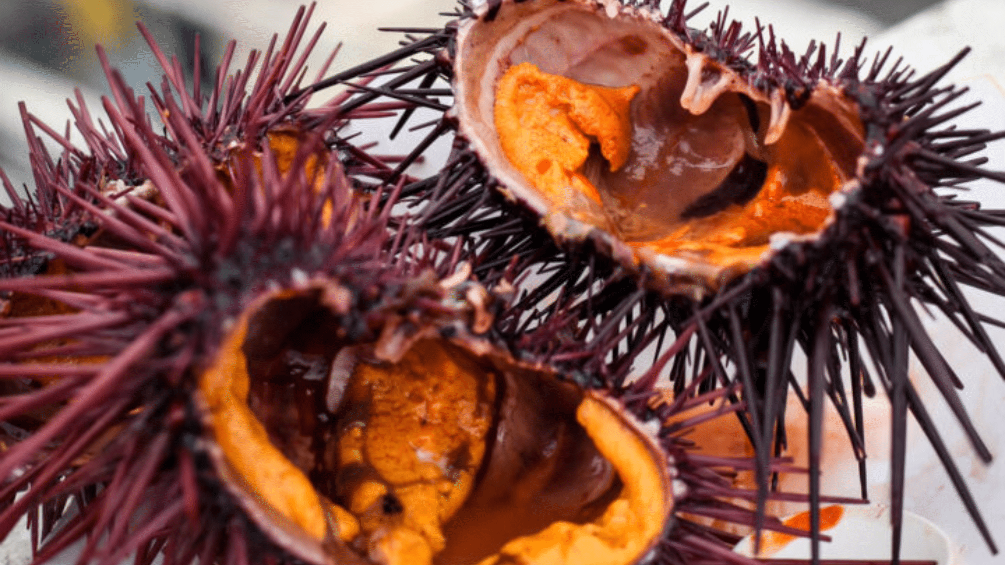 zSea_Urchin
