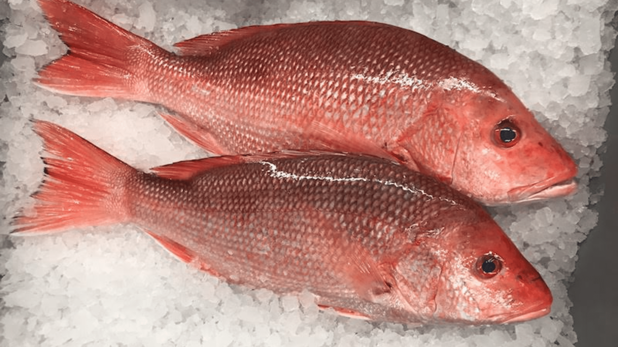 zSnapper
