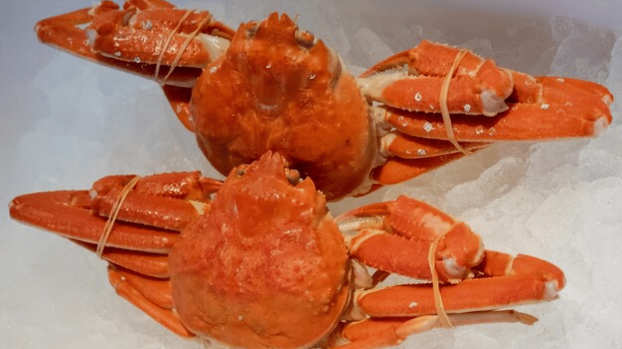 zSnow_Crab