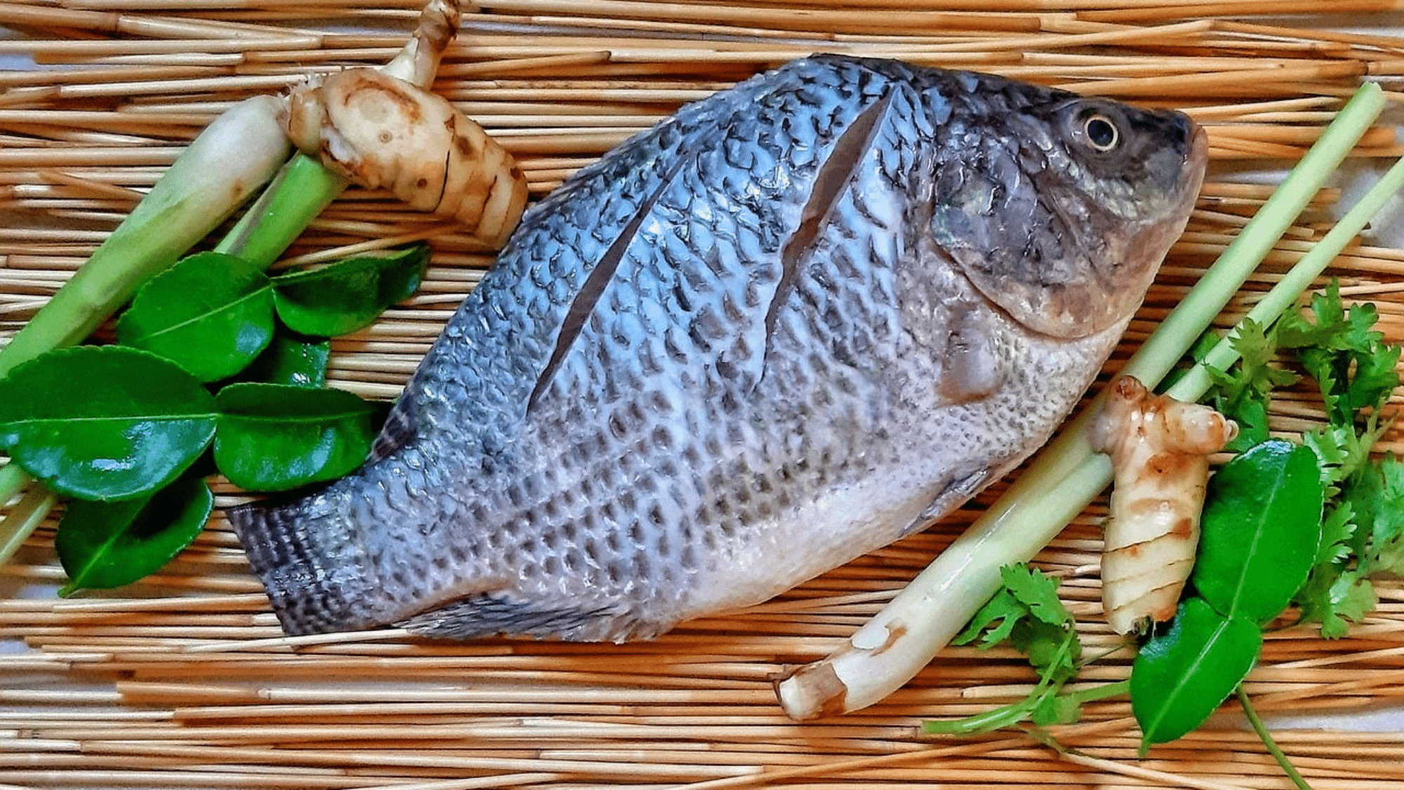 zTilapia