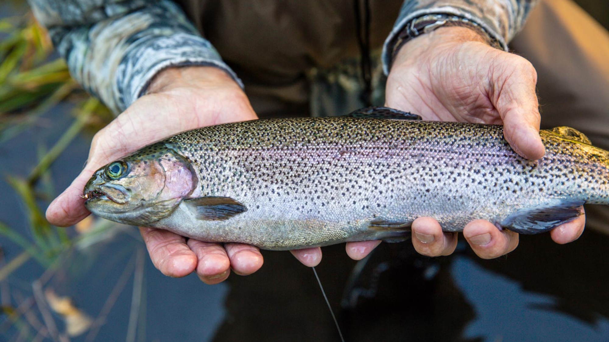 zTrout