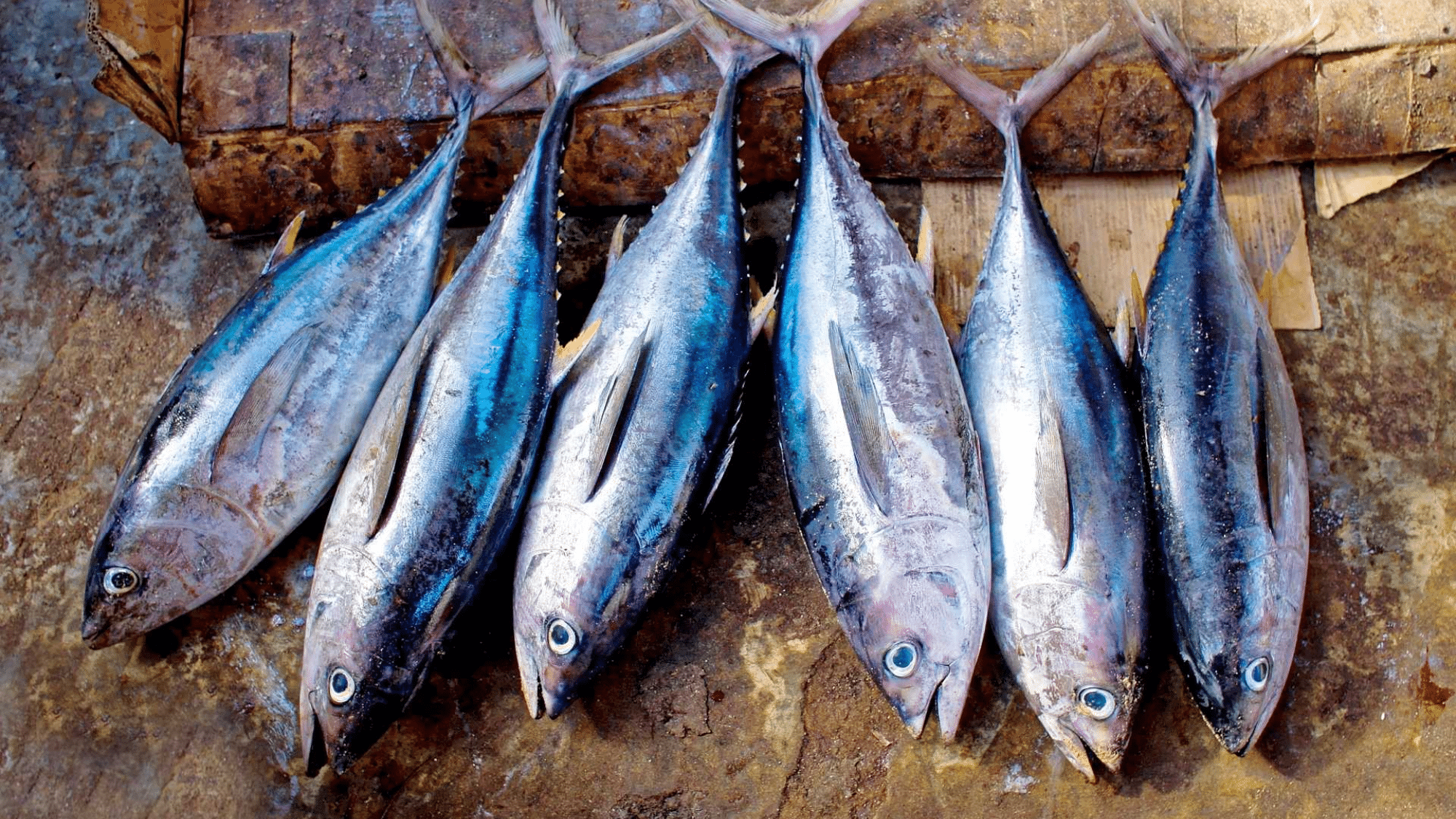 zTuna