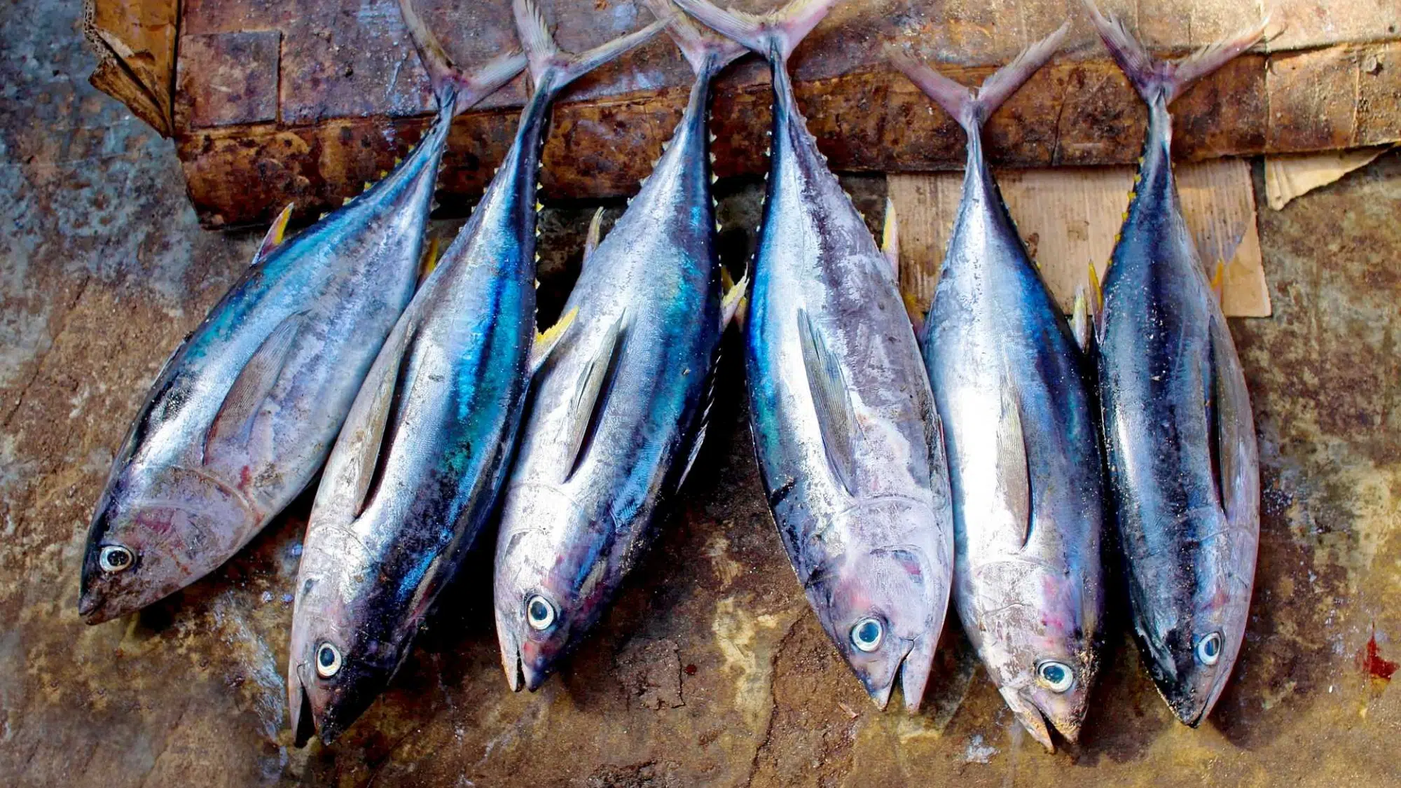 zTuna