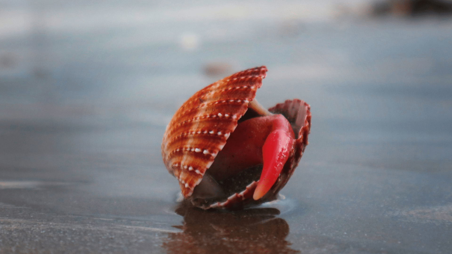The Health Risks of Eating Blood Clams