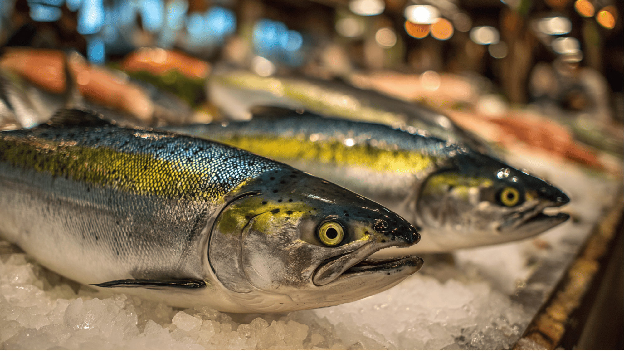 Keta Salmon: A Budget-Friendly Fish Option