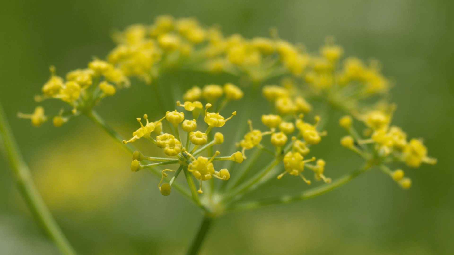 Close-up of a delicate umbel of small, bright yellow flowers against a soft, blurred green background.