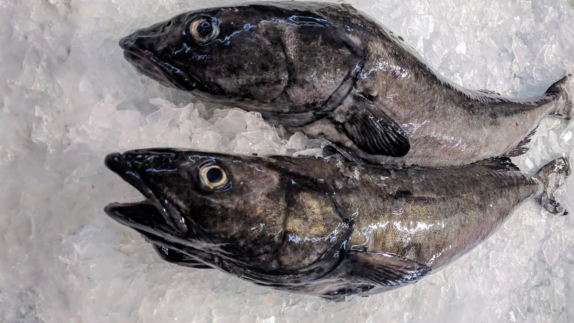 How are Black Cod and Cod Used in Culinary?
