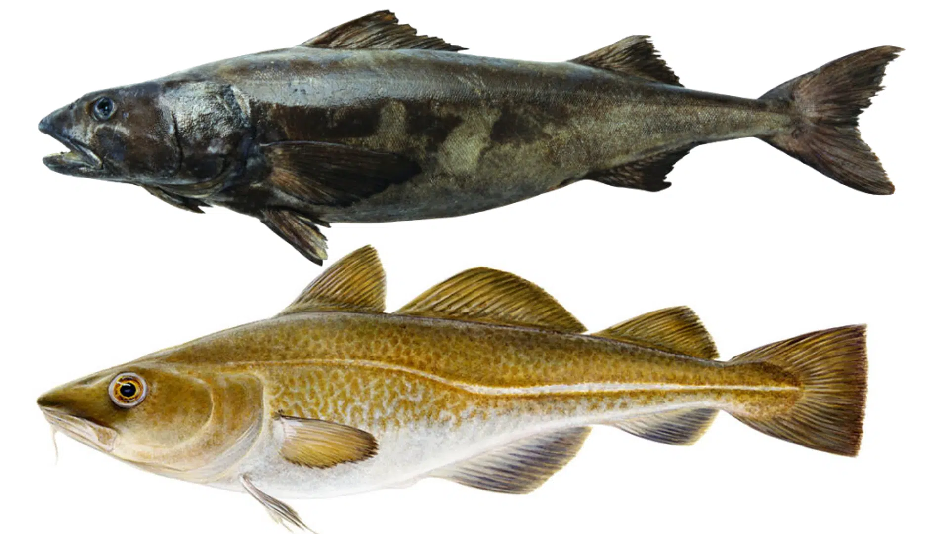 how to distinguish between black cod vs cod