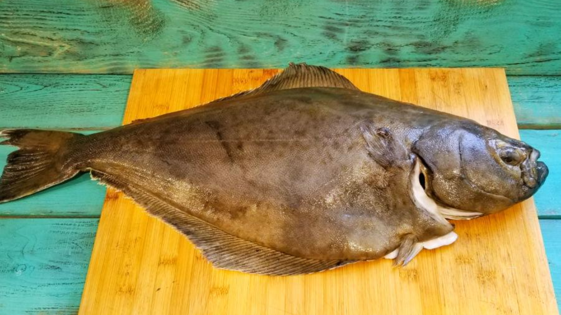 what is the halibut internal temp