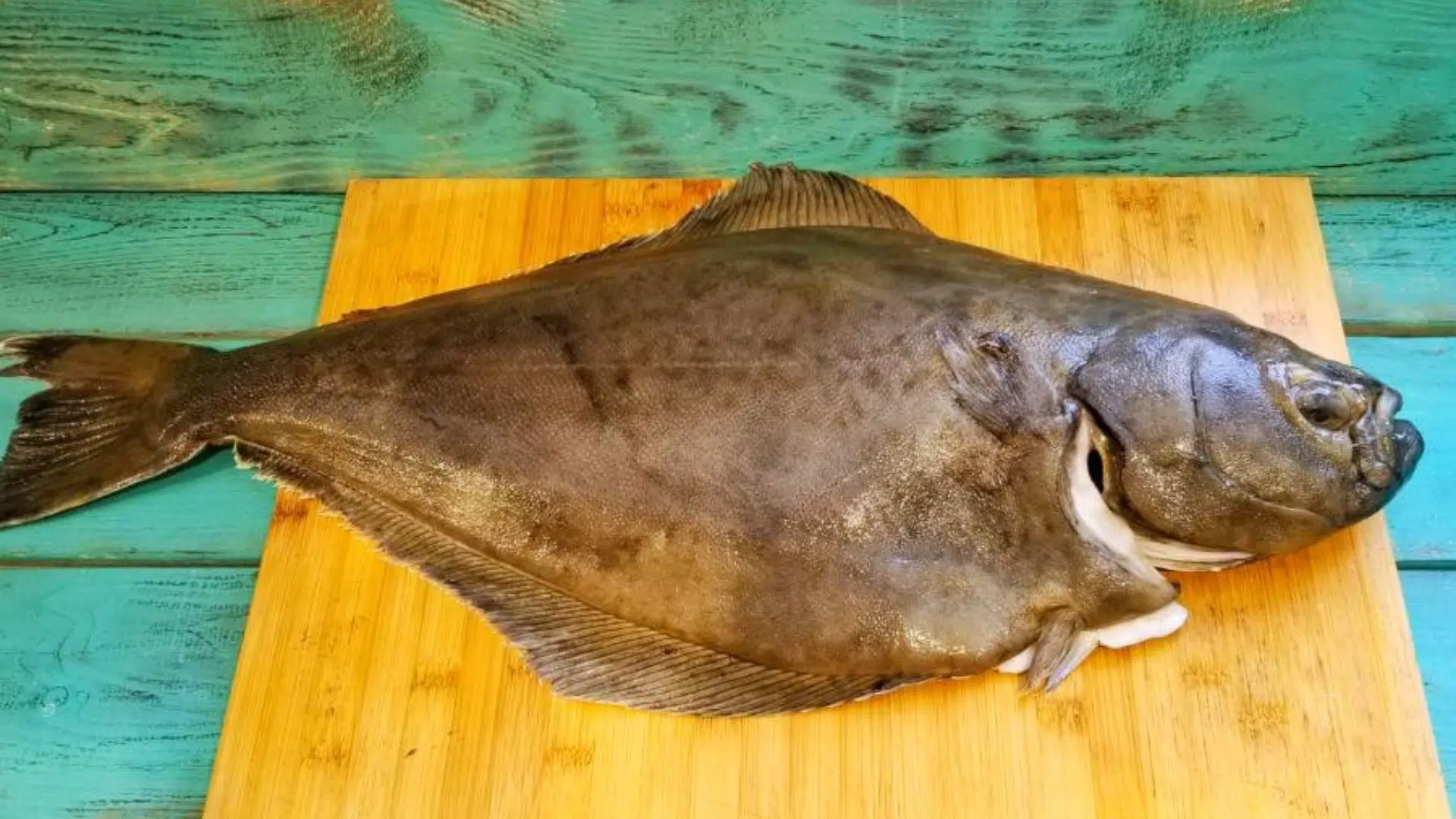 what is the halibut internal temp