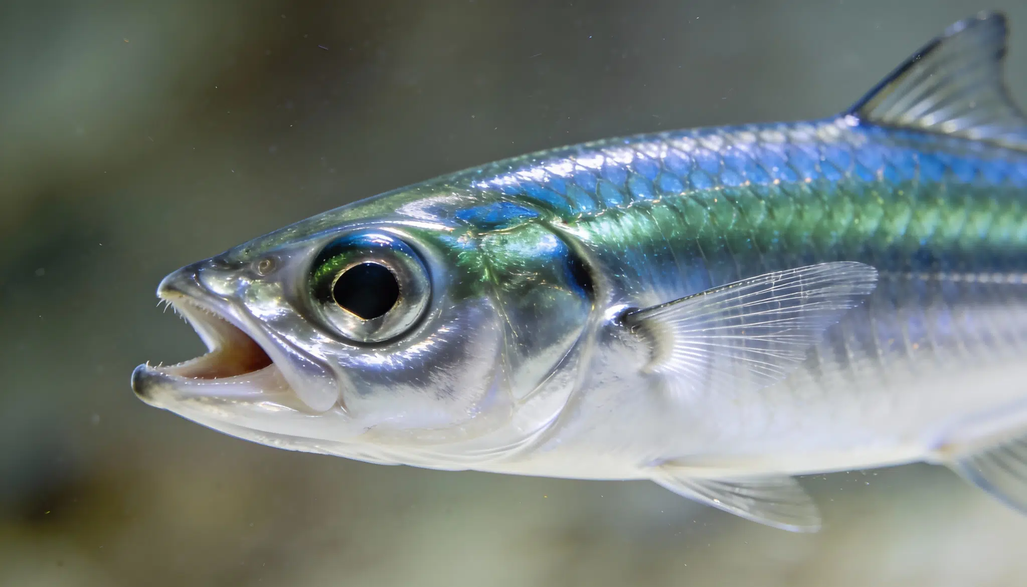 Close up of an underwater shot of a shiny silver blue anchovy fish with a large eye, open mouth, and clear fins.