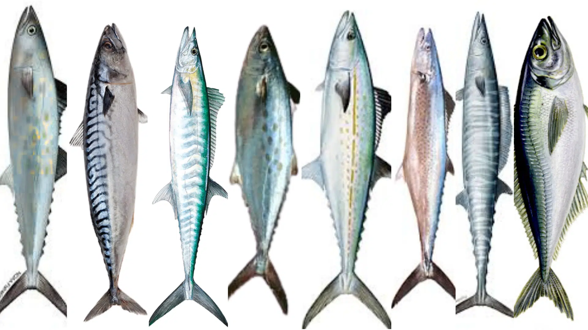 popular types of mackerel fish