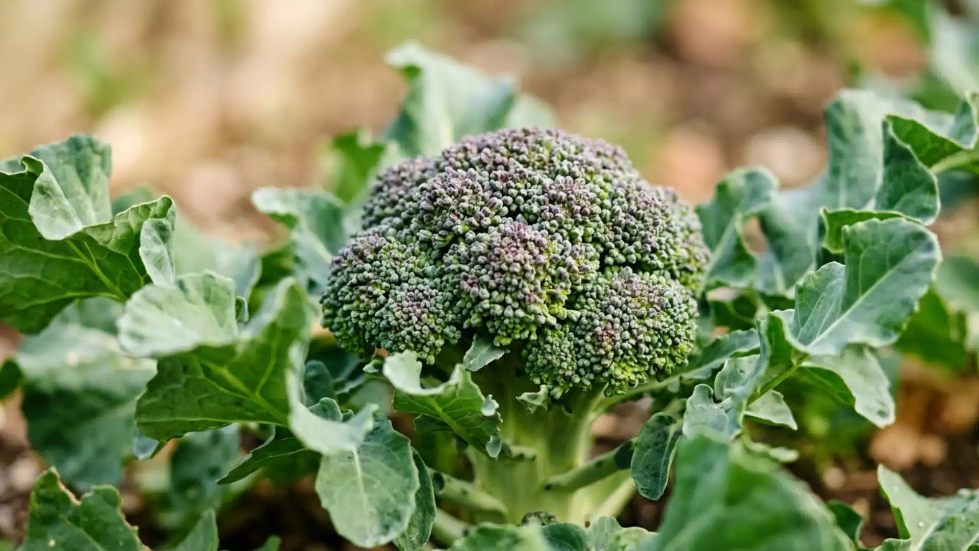 A close-up of a developing head of broccoli with visible green florets and surrounding large, waxy green leaves in a garden setting.
