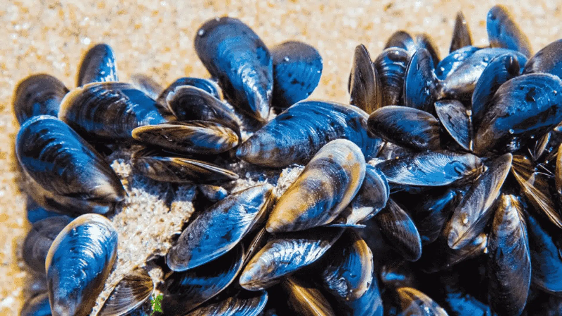 A close-up of mussels clustered together on damp, sandy substrate