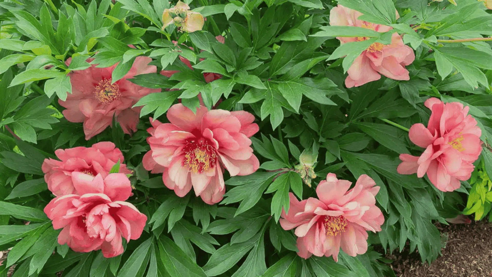 A close-up view of several coral-pink herbaceous peonies blooming among deep green foliage
