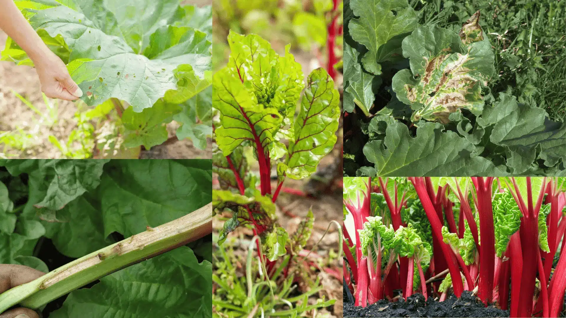 A collage showcasing focus on rhubarb and its associated toxicity issues