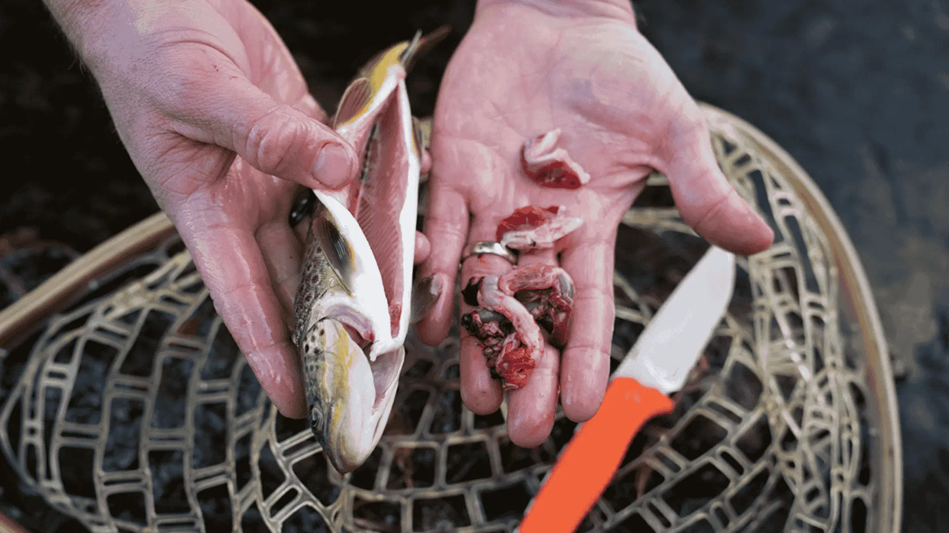 A person demonstrating fish gutting, holding a fish in one hand and its organs in the other.