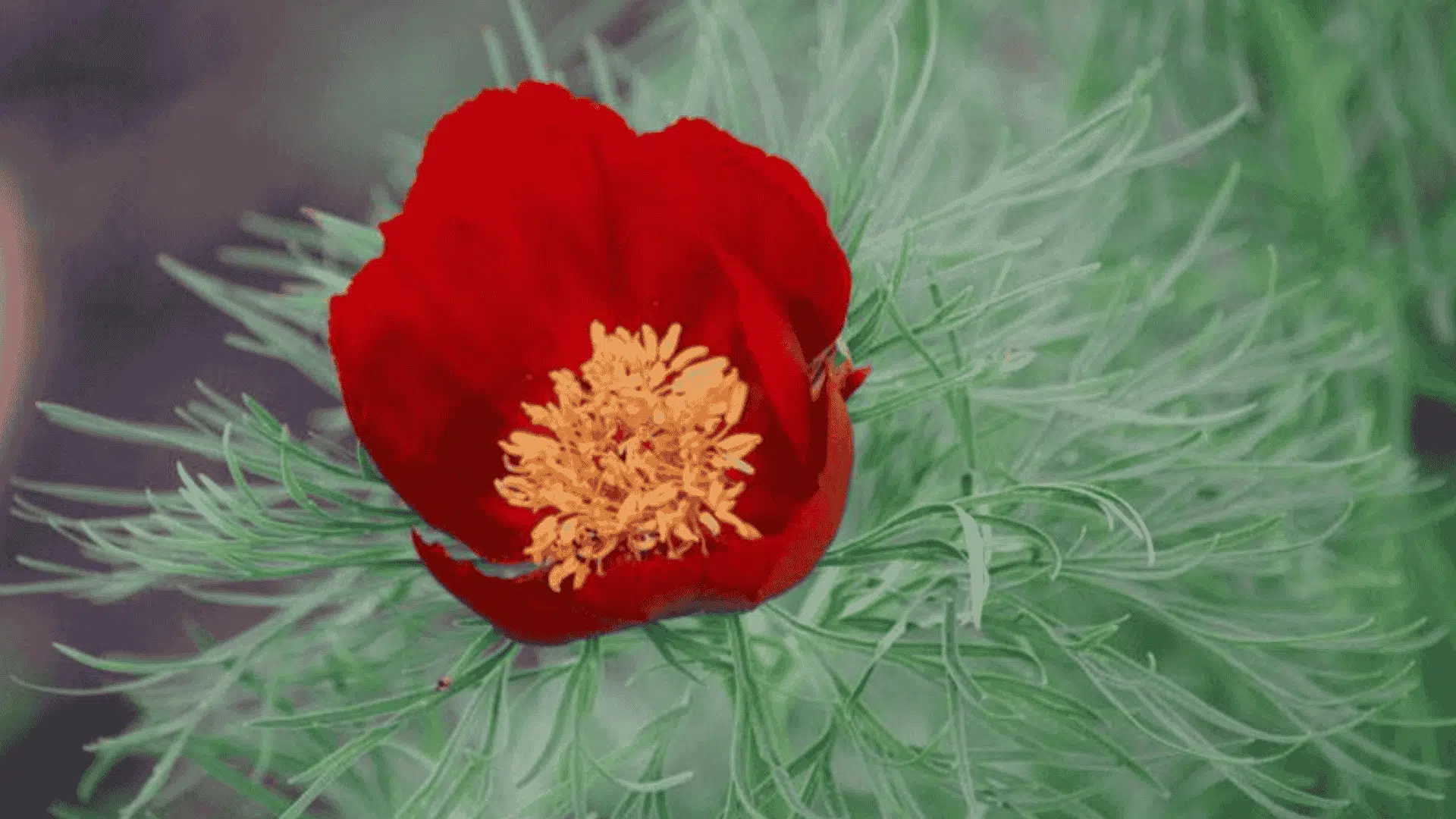 A red peony flower with a dense cluster of yellow stamens sits atop finely divided, grayish-green foliage.