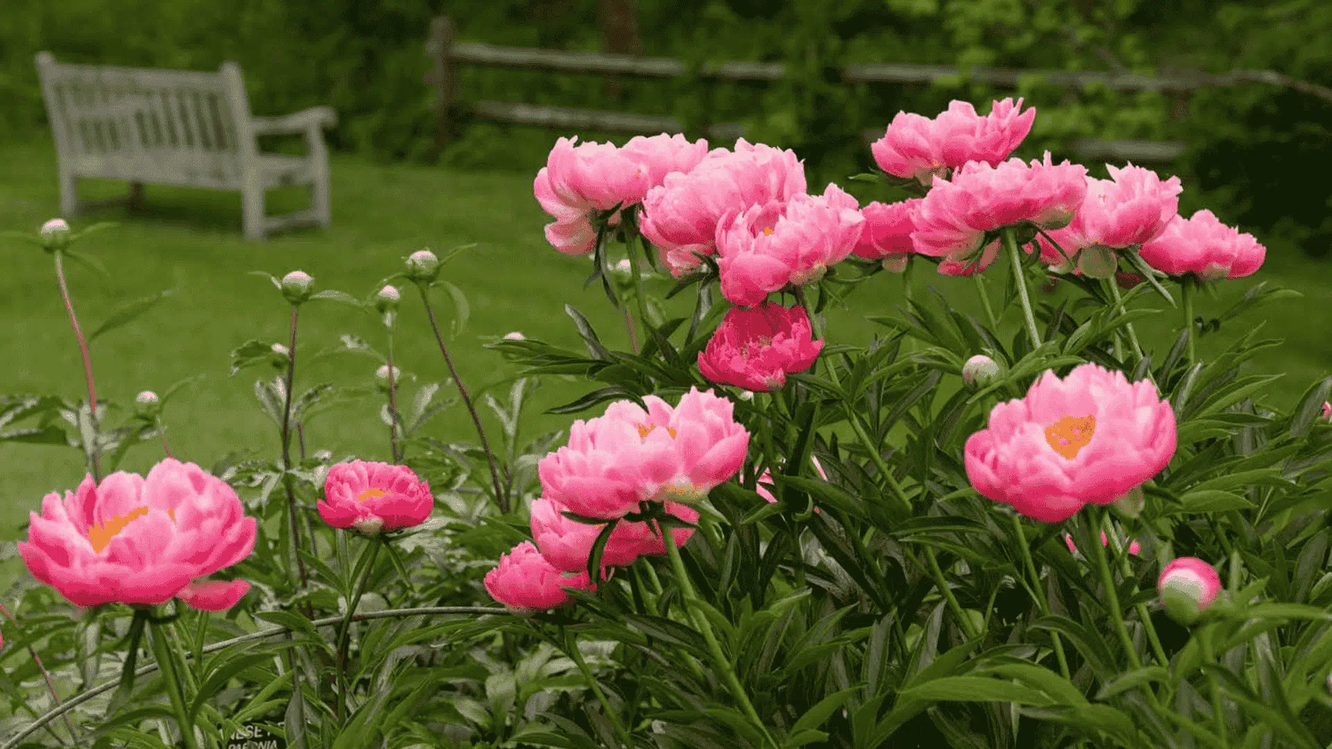 A vibrant field of pink and white peonies blooming densely in rows along a dirt path at a flower farm
