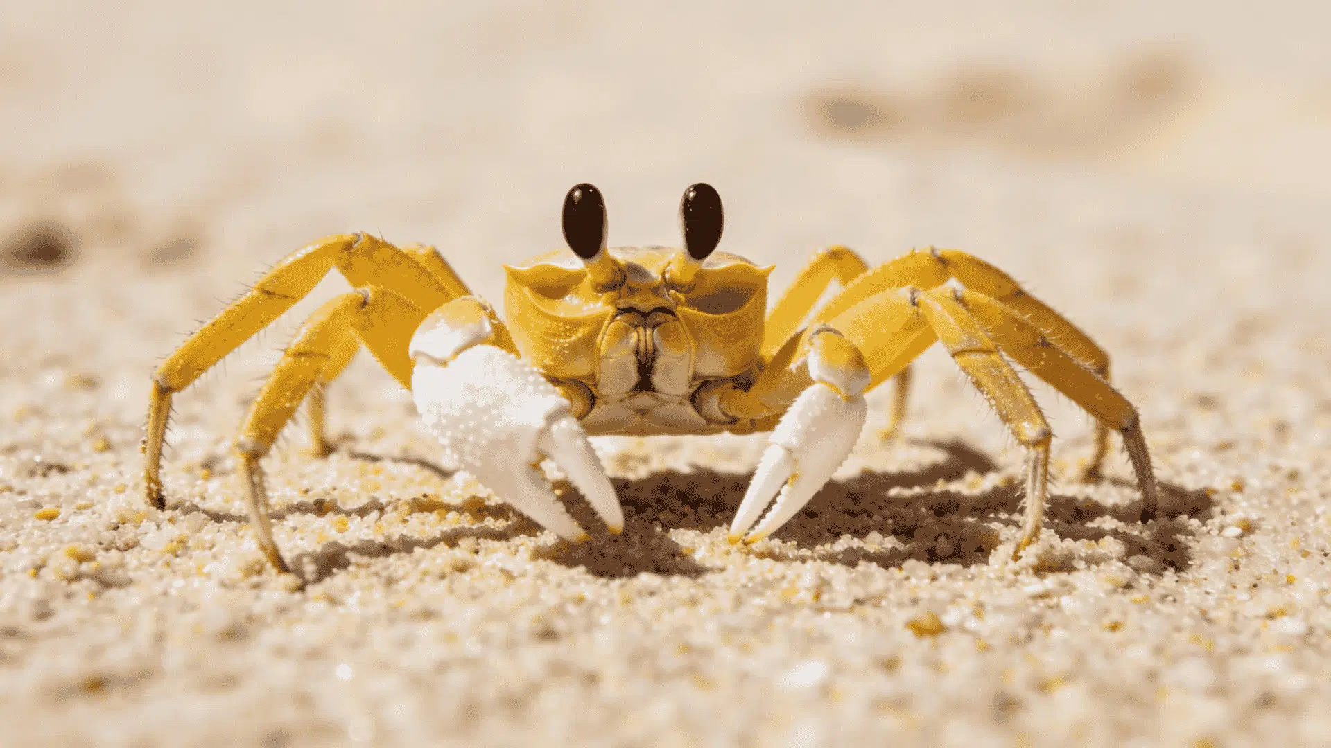 Close-up of a small, light yellow crab with prominent black eyestalks and white claws standing on sand