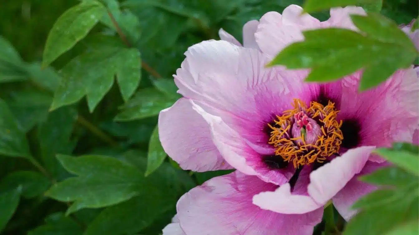 Close-up of a vibrant pink tree peony flower with a dark center and bright orange stamens, framed by lush green leaves
