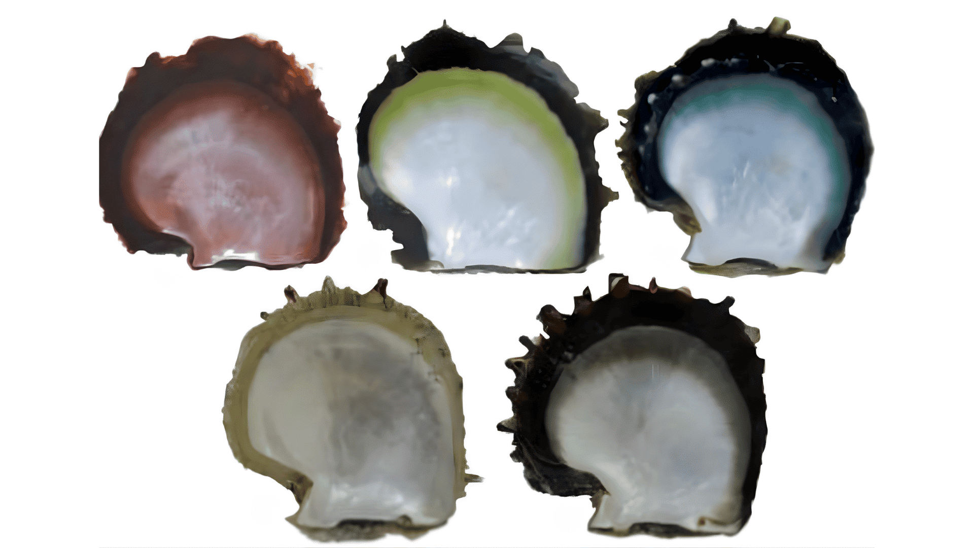 Five irregular oysters shell fragments displaying varied iridescent nacre colors are arranged against a white background