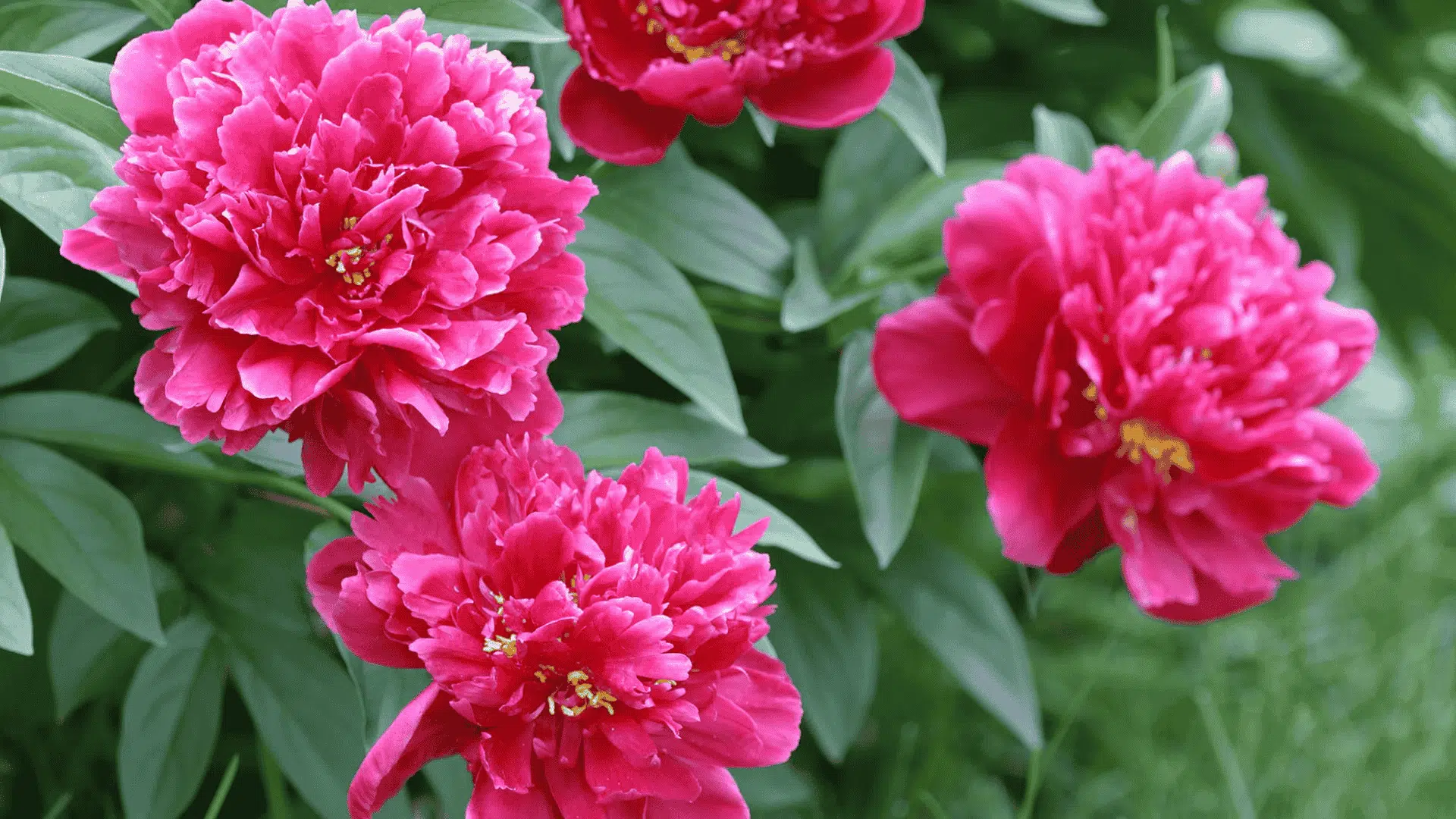 Four bright, deep pink peony flowers bloom amongst lush green foliage above a grassy area.