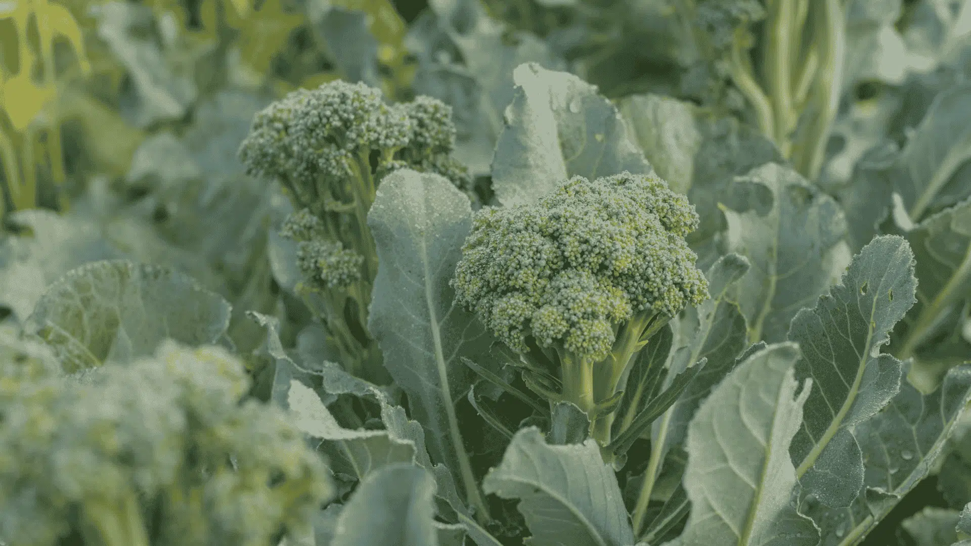Fresh broccoli heads with dense green florets surrounded by large, waxy blue-green leaves in a garden setting